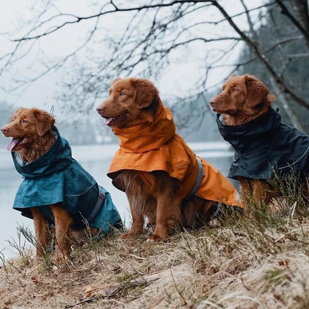 Hurtta Monsoon Coat, Dog Raincoat — Bilberry, 22 in.